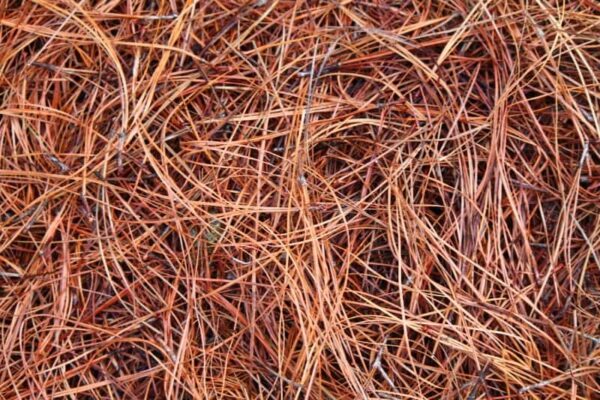 Clean long needle pine straw bales for mulch and erosion control in landscaping around Alpharetta and Cumming, GA