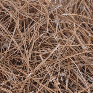 Slash (Short Needle) Pine Straw