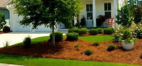 Front Yard Landscaping with Pine Straw Mulch