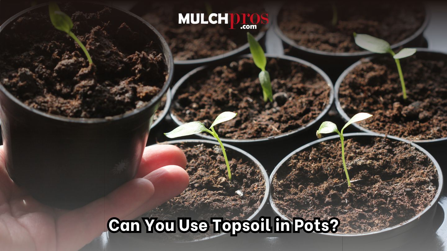 Can You Use Topsoil in Pots?