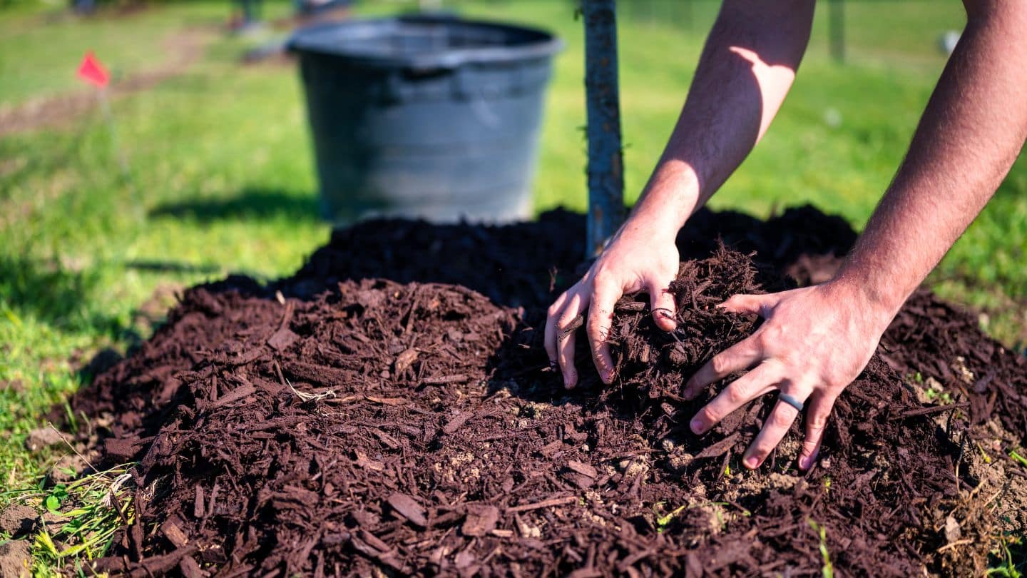 What is Best Mulch for Vegetable Garden: Ultimate Guide to Thrive